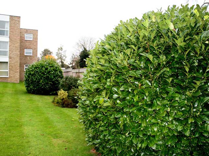 The Laurel bushes on the rear lawn.